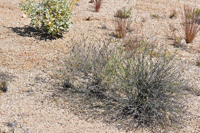 Slender Poreleaf prefers elevations below 4,000 feet (1,219 m) and habitat preferences within desert scrub and includes; dry rocky slopes, canyons, arroyos, sandy and gravelly soils. Porophyllum gracile